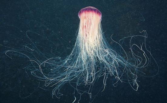 Jellyfish sting