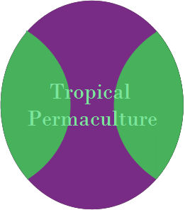 Tropical Permaculture in Mexico