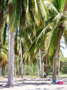 platanitos_climbing_coconut_palms